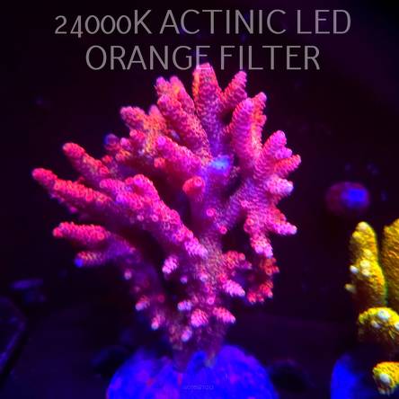 Acropora HYACINTHUS CORALSEA (13.02.2026) H1  14cm