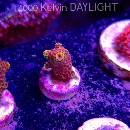 Acropora JMC DJ Signature frag (13.06.2025) H1-I-2  2.5cm