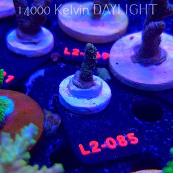 Acropora millepora BLUE (14.11.2025) L2-085  3cm