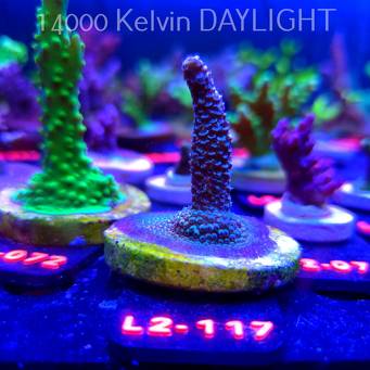Acropora millepora BLUE (12.11.2025) L2-117  5cm