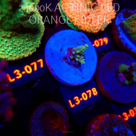 Acropora sp. AUSTRALIA (11.09.2026) L3-078  2cm