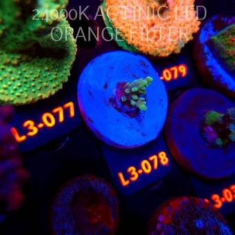 Acropora sp. AUSTRALIA (11.09.2026) L3-078  2cm