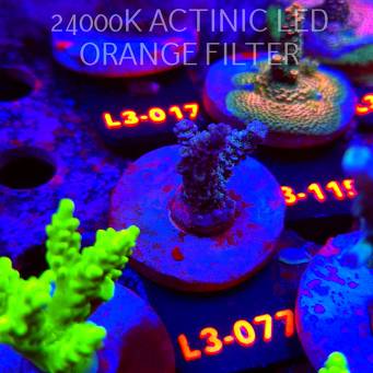 Acropora sp. PREMIUM AUSTRALIA (05.01.2026) L3-077  4cm