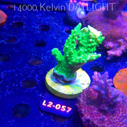 Acropora AUSTERA BANANA (14.11.2025) L2-057  6cm