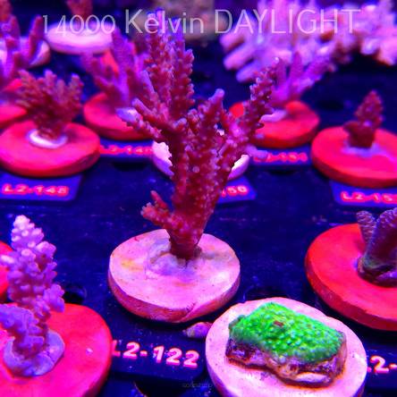 Acropora verweyi (14.08.2026) L2-122  10cm