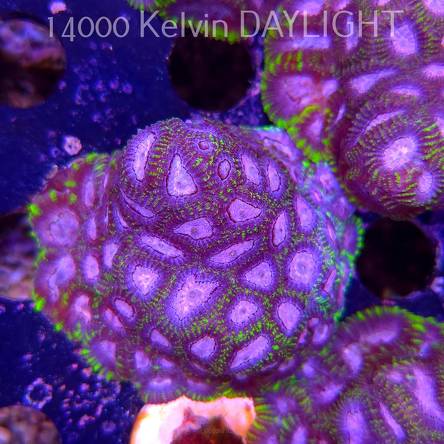 Favia WWC SPACE MONKEY (23.11.2025)  7cm