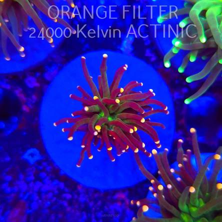   Euphyllia glabrescens Malaysian Miami Torch (20.06.2025)