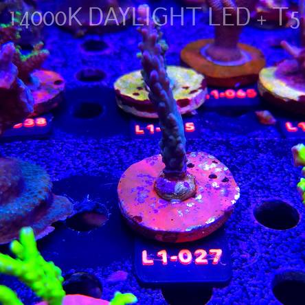 Acropora sp. AUSTRALIA (11.10.2025) L1-027  8cm