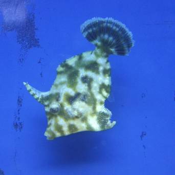 Acreichthys tomentosus rozmiar 4-6 cm
