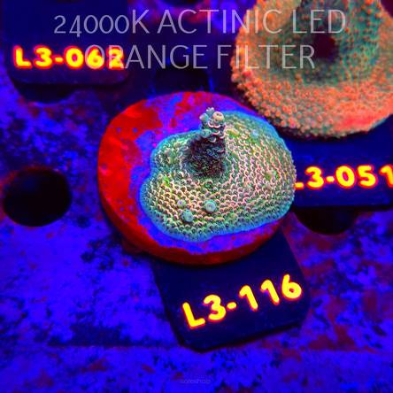 Acropora sp. PREMIUM AUSTRALIA (05.01.2026) L3-116  4cm