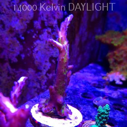 Acropora EC Frankie's Kryptonite (21.06.2025) L4-III-1  10cm