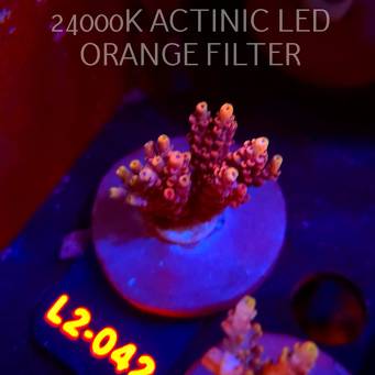 Acropora loripes JM GOLDEN DRAGON (14.08.2026) L2-042  5cm