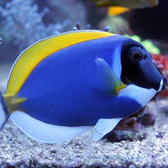Acanthurus leucosternon (Pokolec Białobrody) 12 cm