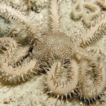 Wężowidło Ophiarthrum pictum (WHITE Brittle Starfish)
