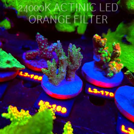 Acropora sp. PREMIUM AUSTRALIA (11.09.2026) L3-169  6cm