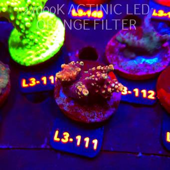 Acropora sp. PREMIUM AUSTRALIA (11.09.2026) L3-111  4cm