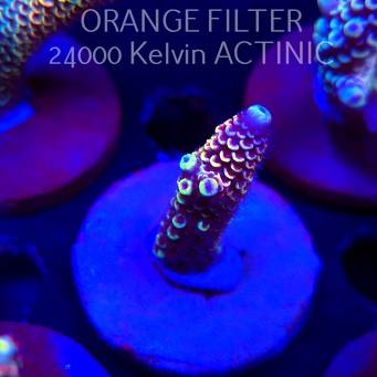 Acropora spathulata JMC DRAGON SCALES (04.10.2025)  5cm