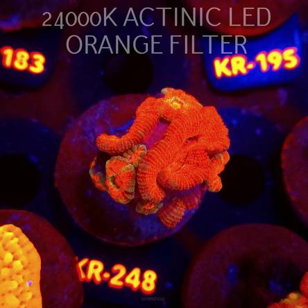 Acanthastrea lordhowensis SUNRISE (01.09.2026) KR-248  5cm