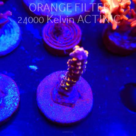 Acropora LATISTELLA WOLVERINE (04.10.2025)  4cm