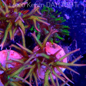 Seriatopora hystrix YELLOW (06.05.2025)  10cm
