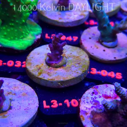 Acropora sp. AUSTRALIA (05.01.2026) L3-107  2cm