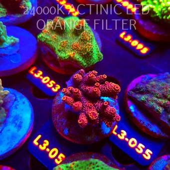 Acropora MILLEPORA RED (11.09.2026) L3-054  5cm