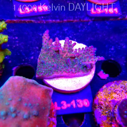 Acropora efflorescens 500 DOLLAR EFFLO TABLE ACRO (11.09.2026) L3-130  5cm