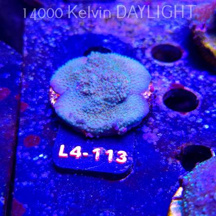 Acropora efflorescens TABLE ACRO (07.01.2026) L4-113  5cm