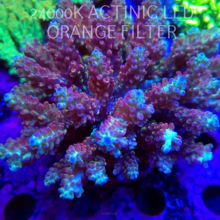  Acropora MICROCLADOS CORAL SEA (24.09.2026)  14cm