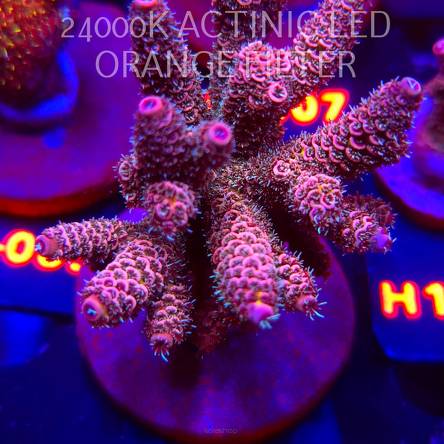 Acropora MILLEPORA PINK FUSION (02.02.2026) H1-148  8cm