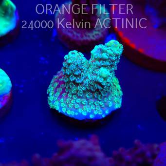 Acropora florida CLASSIC (04.10.2025)  3cm