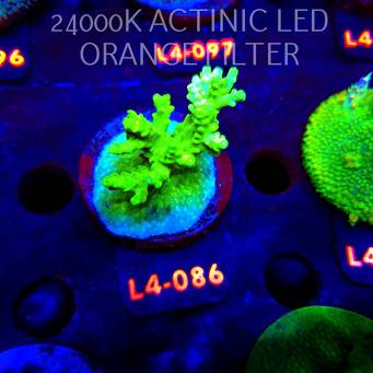 Acropora sp. PREMIUM AUSTRALIA (20.05.2026) L4-086  5cm