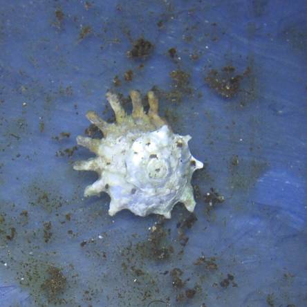Astraea phoebia (Ninja star snail)