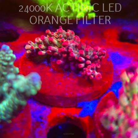 Acropora microclados CHEMICAL ROMANCE (06.11.2025) MM1-III-21  5cm