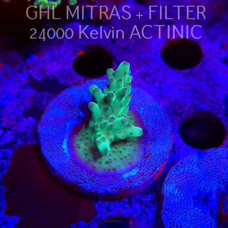 Acropora sp. AUSTRALIA  (20.02.2025) L4-III-17  4cm