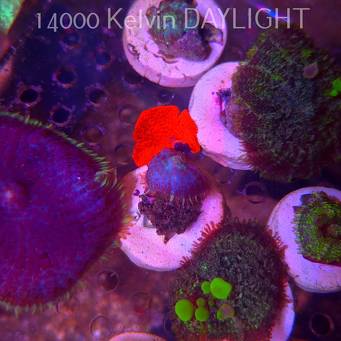 Rhodactis GRAND MASTER BLUE (05.03.2025)  2cm