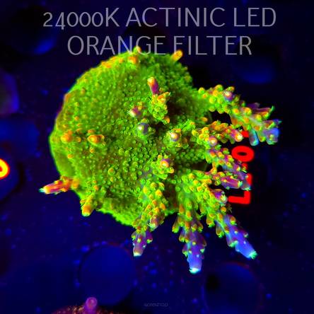 Acropora RR RAINBOW LOOM  (19.03.2026) L2-014  6cm