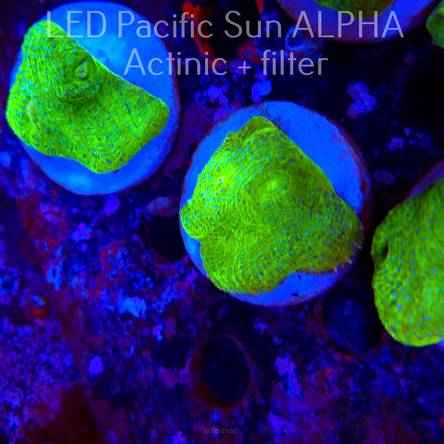 Mycedium WWC Space Invader Chalice (04.05.2025)  4cm