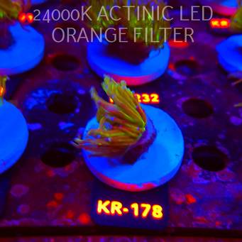 Euphyllia glabrescens TG TOXIC JOKER TORCH (01.09.2026) KR-178