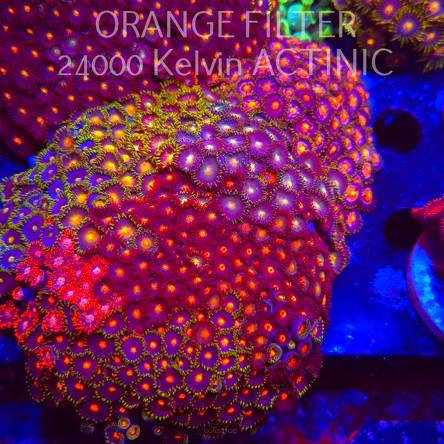  Zoanthus sp. ZOA GARDEN (05.03.2025) 12cm XXL