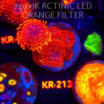Zoanthus UTTER CHAOS (04.04.2026) KR-213  6P