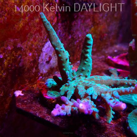 Acropora sp. AUSTRALIA (08.05.2025) MM1-II-1  10cm