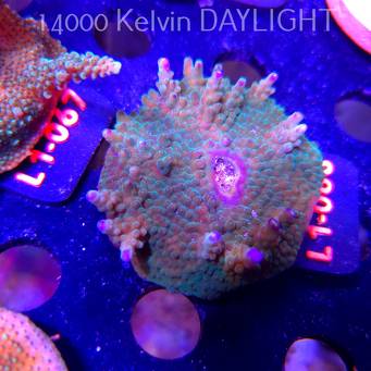 Acropora sp. PREMIUM AUSTRALIA  (03.08.2026) L1-068  6cm