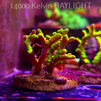 Anacropora WWC SLIMEBALL (08.04.2025) MM6-I-1  5cm