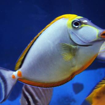 Naso elegans 8-9cm