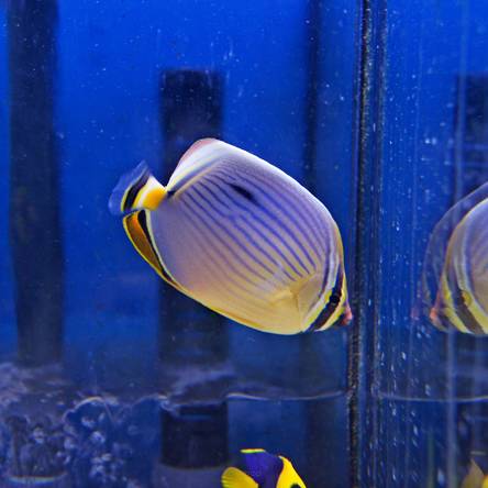 Chaetodon trifasciatus rozmiar 8cm