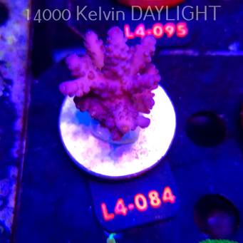 Acropora sp. PREMIUM AUSTRALIA (20.05.2026) L4-084  5cm