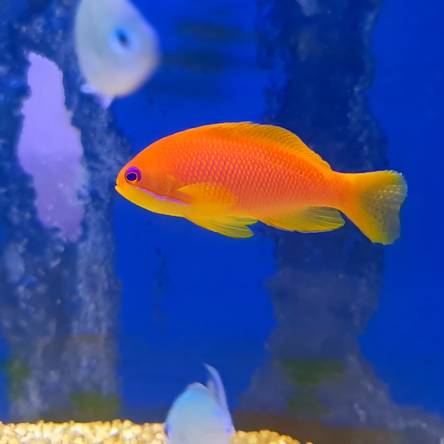 Pseudanthias Squamipinnis samica 9cm