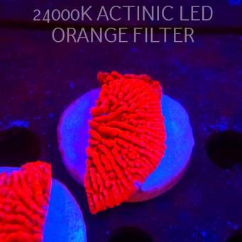 Montipora JASON FOX MEAN STREAK (21.02.2026)  6cm