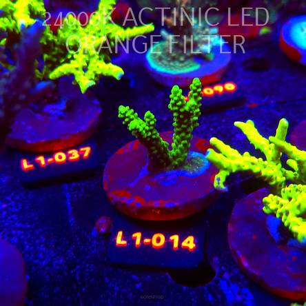 Acropora TOXIC TABLE GREEN (11.10.2025) L1-014  4cm